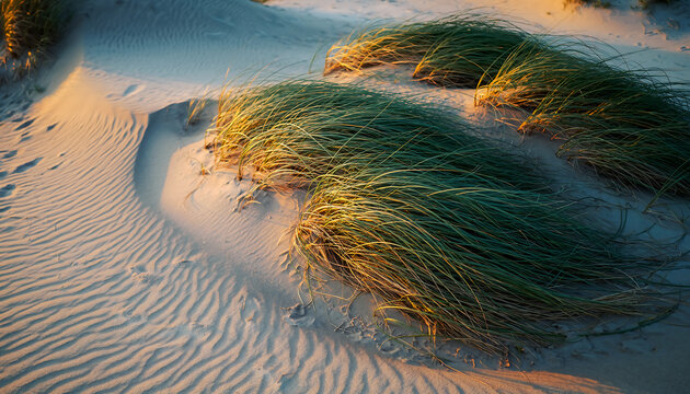 Seaweed on Sandy Beach Tides.