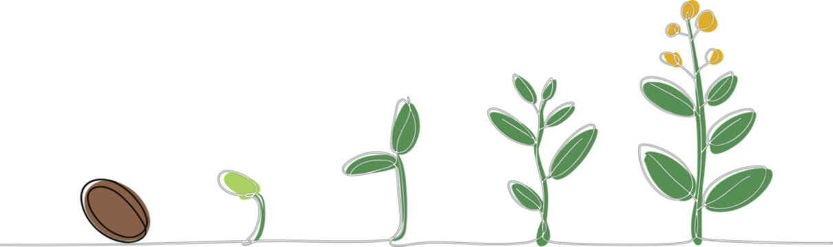 Hand drawn continuous line art illustration of plant growth stages from seed to blooming flower isolated on white background for organic branding and nature concepts