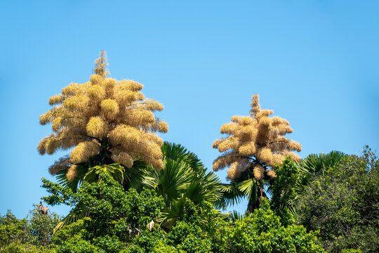 View of beautiful Talipot palms - Rio de Janeiro, Brazil