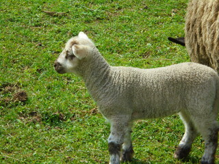 Small white lamb of domestic sheep stands on a green Central European pasture in left profile. Soft wool and facial details are sunlit, with part of the mother ewe entering from the right edge. © Dan