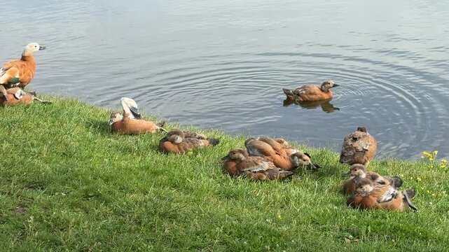 Mother and father Ruddy shelduck with her small ducklings on lake in the summer. It is a waterfowl of the duck family, similar to the common one. The bird has orange-brown plumage and a lighter head.