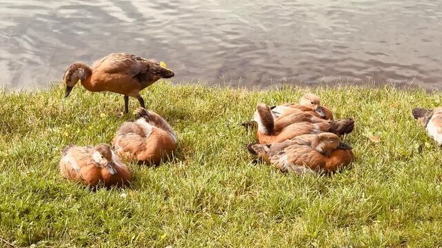 Mother and father Ruddy shelduck with her small ducklings on lake in the summer. It is a waterfowl of the duck family, similar to the common one. The bird has orange-brown plumage and a lighter head.