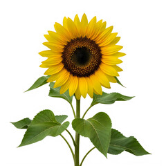Obraz premium Bright sunflower plant isolated on transparent background