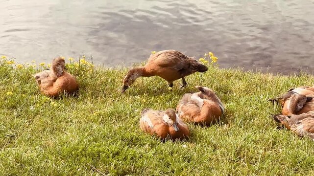 Mother and father Ruddy shelduck with her small ducklings on lake in the summer. It is a waterfowl of the duck family, similar to the common one. The bird has orange-brown plumage and a lighter head.