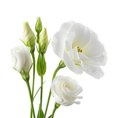 White Lisianthus Flowers On Isolated Transparent Background