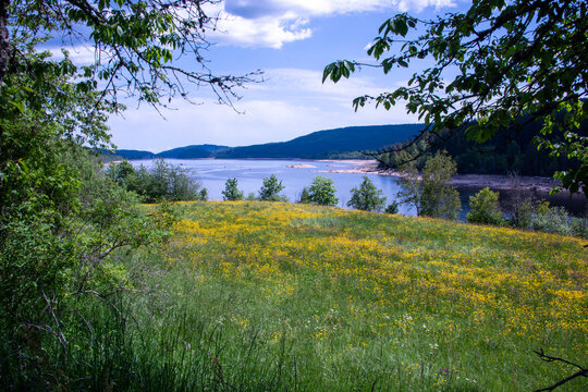 Lush greens of late spring blanket the Black Forest near Schluchsee, in southern Germany