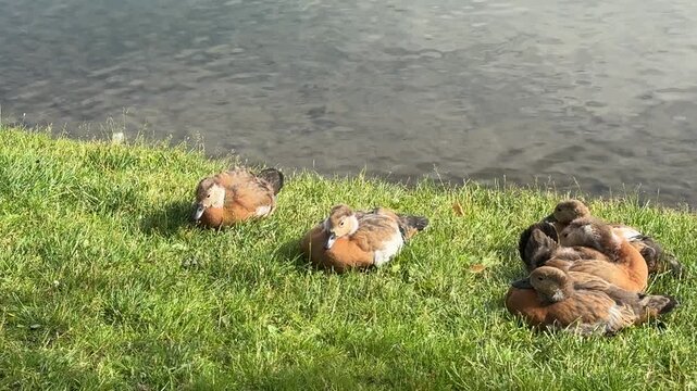 Mother and father Ruddy shelduck with her small ducklings on lake in the summer. It is a waterfowl of the duck family, similar to the common one. The bird has orange-brown plumage and a lighter head.