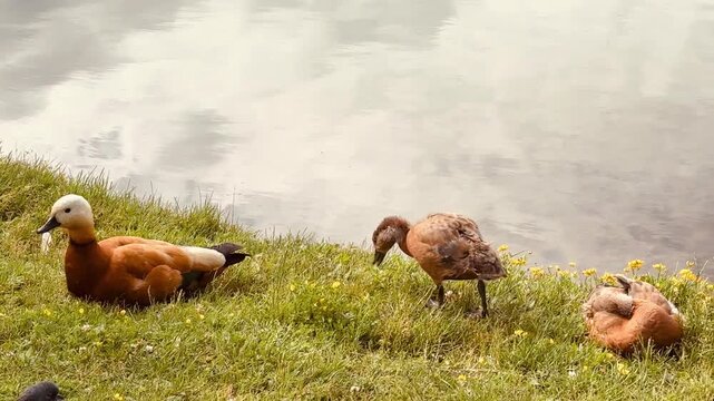 Mother and father Ruddy shelduck with her small ducklings on lake in the summer. It is a waterfowl of the duck family, similar to the common one. The bird has orange-brown plumage and a lighter head.