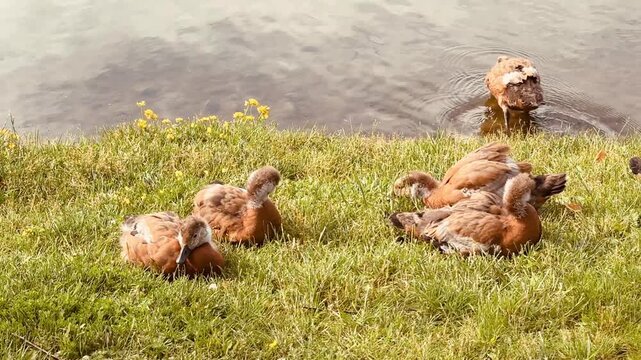 Mother and father Ruddy shelduck with her small ducklings on lake in the summer. It is a waterfowl of the duck family, similar to the common one. The bird has orange-brown plumage and a lighter head.