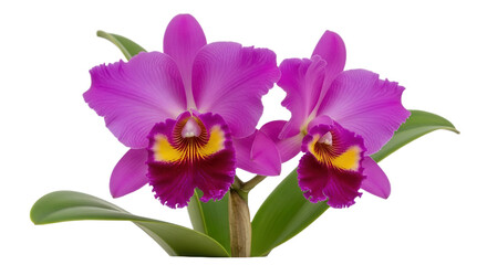 Obraz premium Purple orchid flowers isolated on transparent background