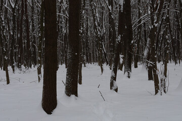 Fototapeta premium ​A dense deciduous forest is covered with a deep layer of fresh snow on a gloomy winter day. Dark tree trunks create a strong vertical contrast with the pure white surface of the ground,