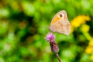 Fototapeta premium Macro close-up of a Meadow Brown butterfly (Maniola jurtina), showcasing its characteristic orange-flushed wings and black eyespots in a natural habitat, butterflies stock photo image