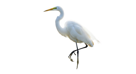 Great egret walking isolated on transparent background