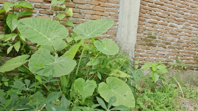 Green caladium plants and wild grass beside brick wall, Large tropical leaves swaying gently in the breeze, Nature growth in residential environment concept with negative space