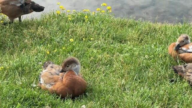 Mother and father Ruddy shelduck with her small ducklings on lake in the summer. It is a waterfowl of the duck family, similar to the common one. The bird has orange-brown plumage and a lighter head.