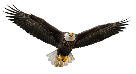 Obraz premium Bald eagle flying wings spread isolated on transparent background