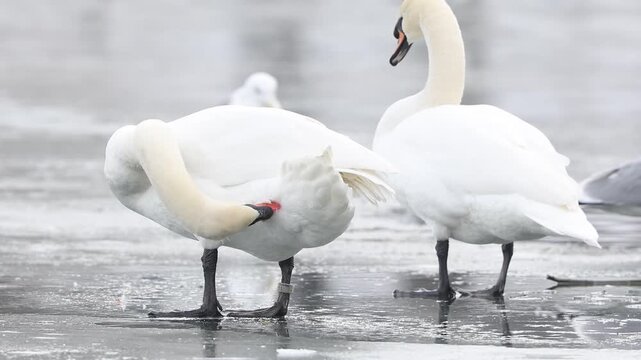 Slow motion 4k video of two swans who cleans the feathers and stand on the ice on the surface of a lake on a very cold winter day .