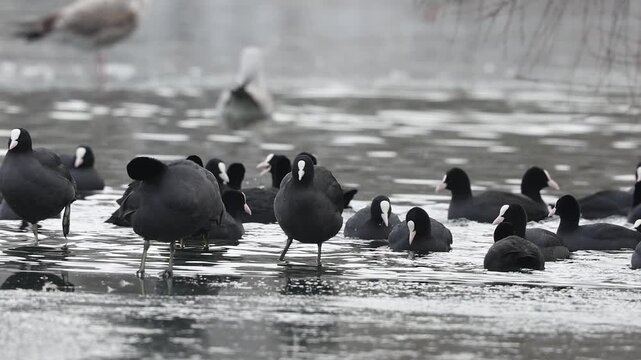 Slow motion 4k video of a Fulica fulica commonly known as coots stand on the ice on the surface of a lake on a very cold winter day.

