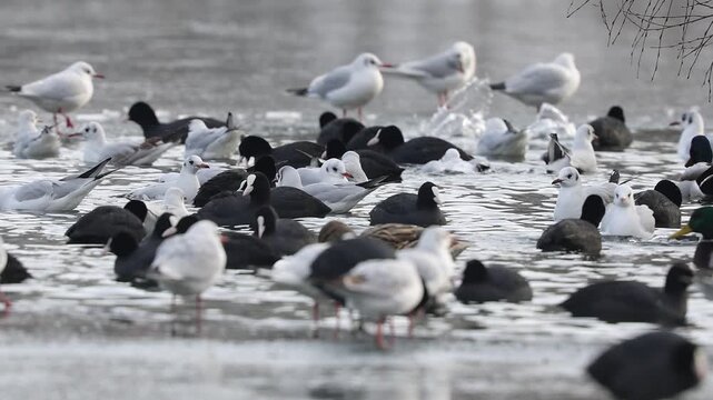 Slow motion 4k video of a black-headed gull, Larus ridibundus ,stand on the ice on the surface of a lake on a very cold winter day.
