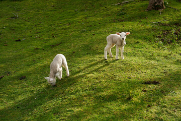 Fototapeta premium Adorable baby lamb looking curiously at a human in a green meadow.