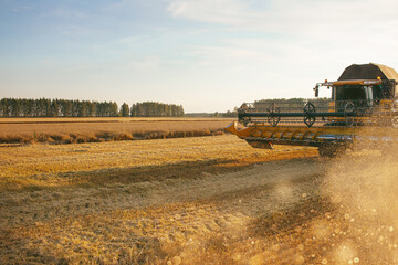 Fototapeta premium Close-up of a combine harvester harvesting grain in the sunlight