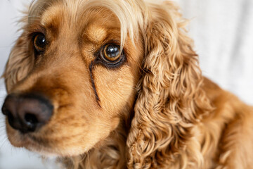 Portrait of sad cocker spaniel with noticeable tear stains. Dark streaks under eyes emphasize common eye sensitivity in long-eared dog breeds. Pet care, grooming and canine health awareness concept.