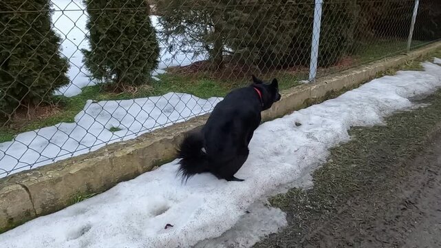 A dog that walks without a leash and relieves itself wherever it pleases.