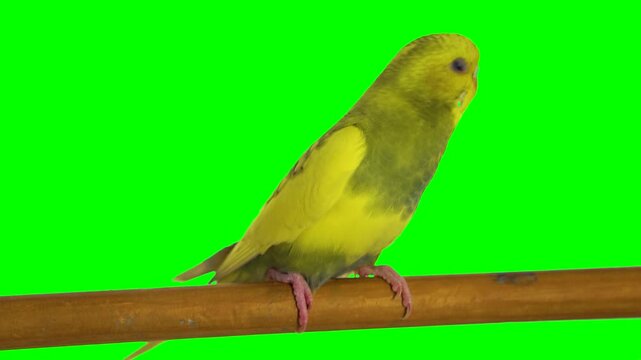 yellow parrot on a green background screen