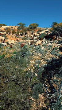 Aerial 4K herd of Damascus Shami goats and Chios sheep grazing on Cyprus mountains, Pissouri, Cape Aspro at golden hour sunset