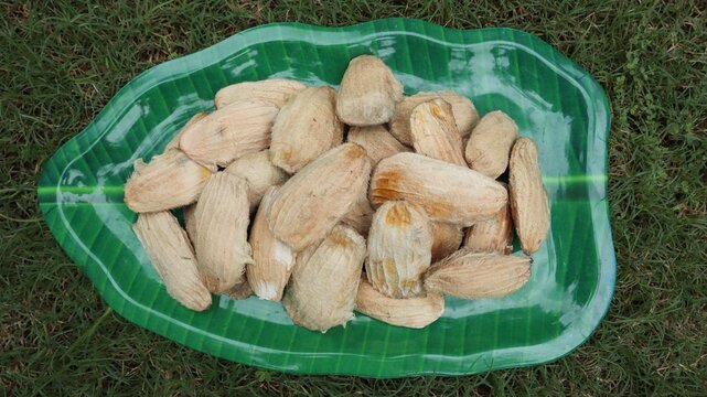 Sundried Mango seeds. Aam ki guthli sun dried. Dry Mango seeds