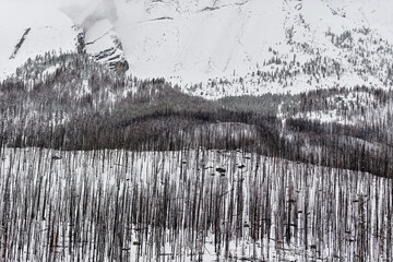 High-contrast landscape featuring charred forest trunks against a deep snow-covered mountain slope with misty peaks. Perfect for environmental or winter themes.