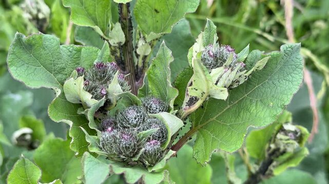 Close-up of a burdock plant called burdock is large with a large number of aphids on the leaves and trunk background in the summer. Plant disease.