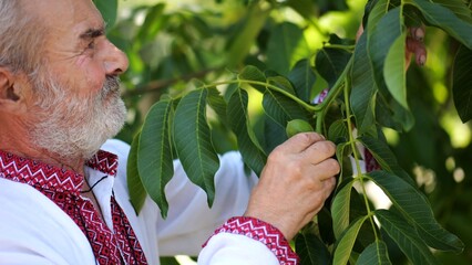 Senior male in traditional vyshyvanka examining green raw walnuts on tree at summer garden. Elderly ukrainian man an embroidered shirt exploring unripe nuts on branch. Concept of cultural heritage
