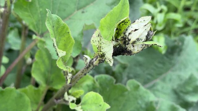 Close-up of a burdock plant called burdock is large with a large number of aphids on the leaves and trunk background in the summer. Plant disease.