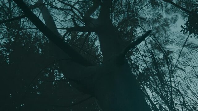 trees in abandoned village