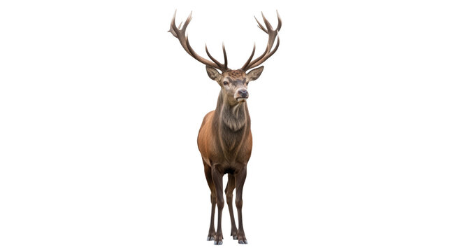 Red deer stag standing isolated on transparent background