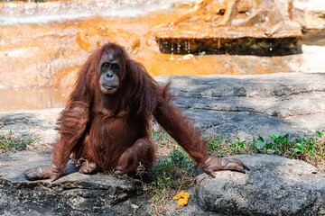 Obraz premium An adult orangutan sits on warm rocks and watches zoo visitors at Vinpearl Safari Zoo on Phu Quoc Island. Vietnam.