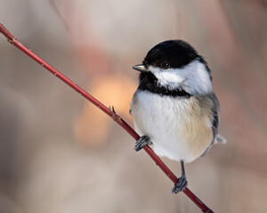 Black-capped chickadee on a branch during winter  © Simon