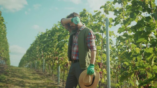Farmer assesses vineyard, Vineyard worker pauses thoughtfully while inspecting grapevines beneath glowing sky