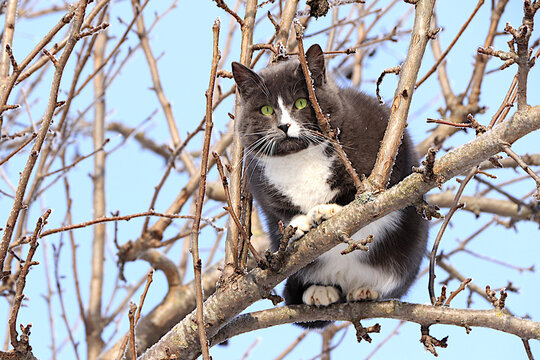 Fluffy plump cat sits in a tree. Severe winter frosts don't faze Siberian cats, who are not afraid of the cold. The concept of compassion and assistance for homeless animals