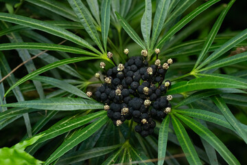 Fototapeta premium Exotic plant Osmoxylon lineare or Miagos bush with a cluster of small black fruit and white tiny bloom amidst evergreen foliage in a tropical garden.