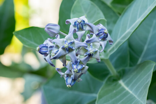 Beautiful exotic lavender colored flowers of Calotropis gigantea (the crown flower or giant milkweed) blooms on the tropical tree amidst green foliage in the garden.