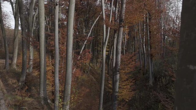 Ungraded LOG Aerial Flight Among Tall Beech Trees with High Contrast Light and Shadow
