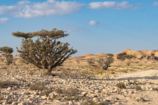 Ancient frankincense trees in arid desert landscape at Wadi Dawkah, Oman, under blue sky with scattered clouds, rocky terrain and golden dunes stretching across the background.