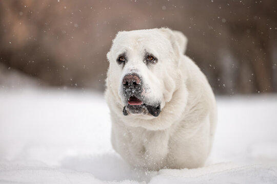Close Up Portrait of Central Asian Shepherd Dog in Snow, Alabai Winter Guardian