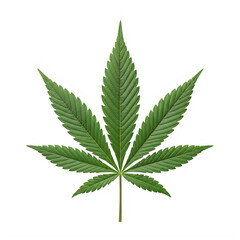 A detailed illustration of a cannabis leaf with intricate vein patterns.
