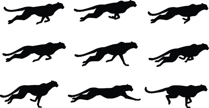 Cheetah running silhouettes sequence, dynamic stride poses in grid, fast animal vector illustration for wildlife, speed, motion, educational themes