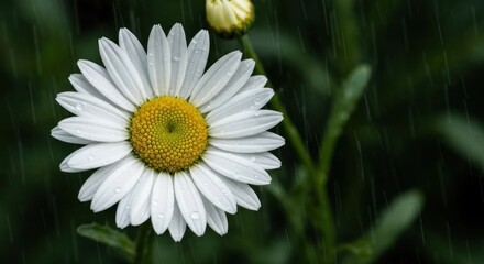 Obraz premium Close-up of a daisy in the rain with yellow center, white petals, and a green background