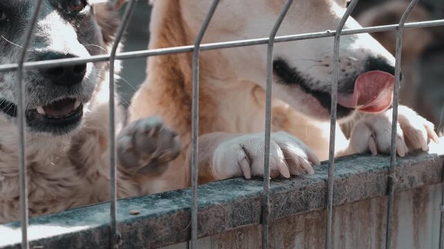 Dogs Nuzzling Through Wire Fence To Greet Hand, Closeup Gentle Interaction, Soft Muzzles And Hopeful Eyes,