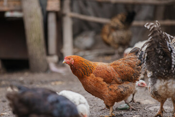 Brown hen walking in chicken coop © Iryna